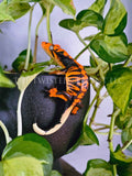 Halloween Crested Gecko Pot Pal