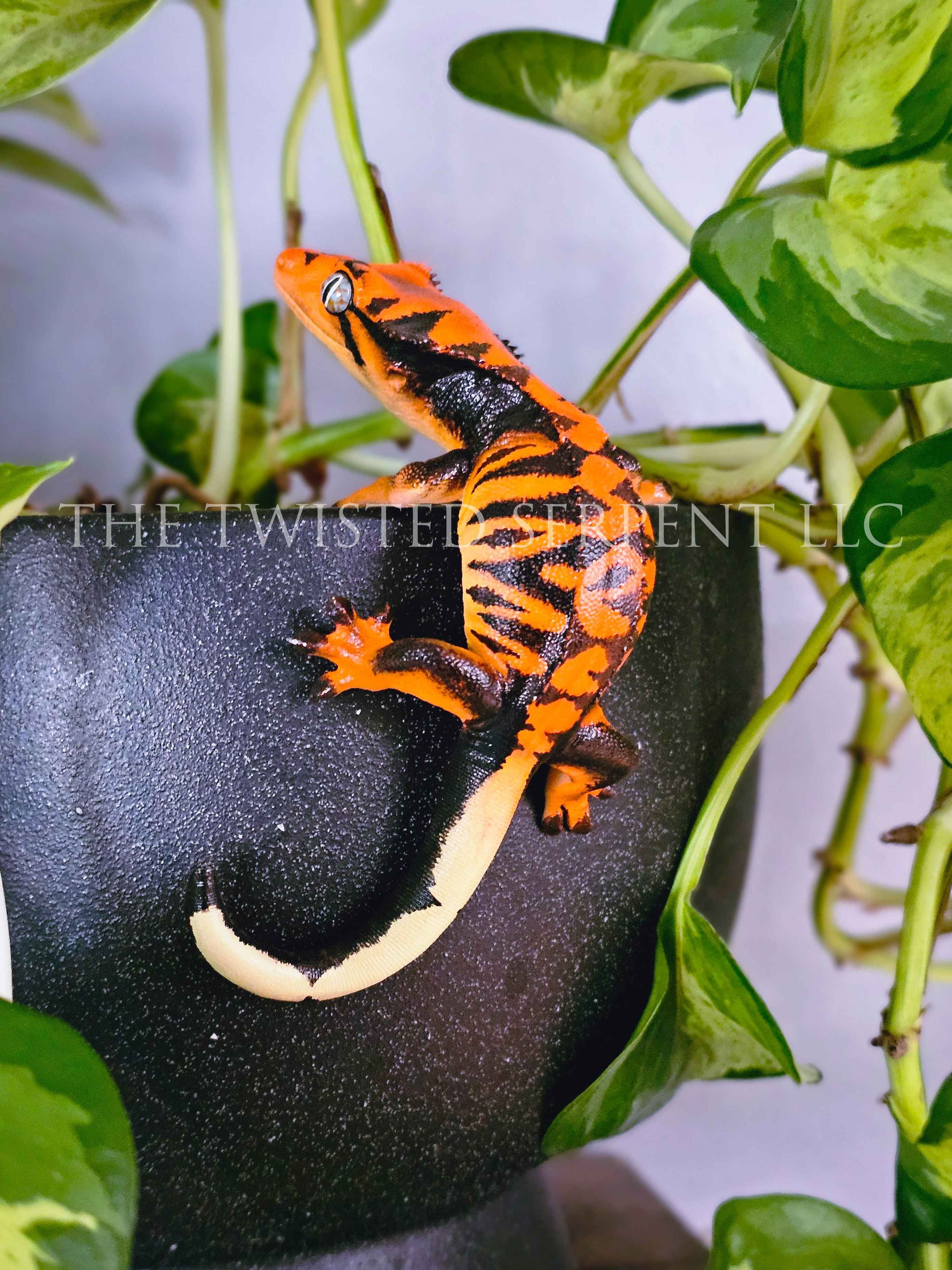 Halloween Crested Gecko Pot Pal
