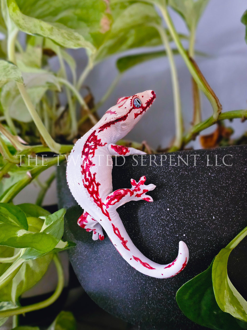High White Red Lily White Crested Gecko Pot Pal