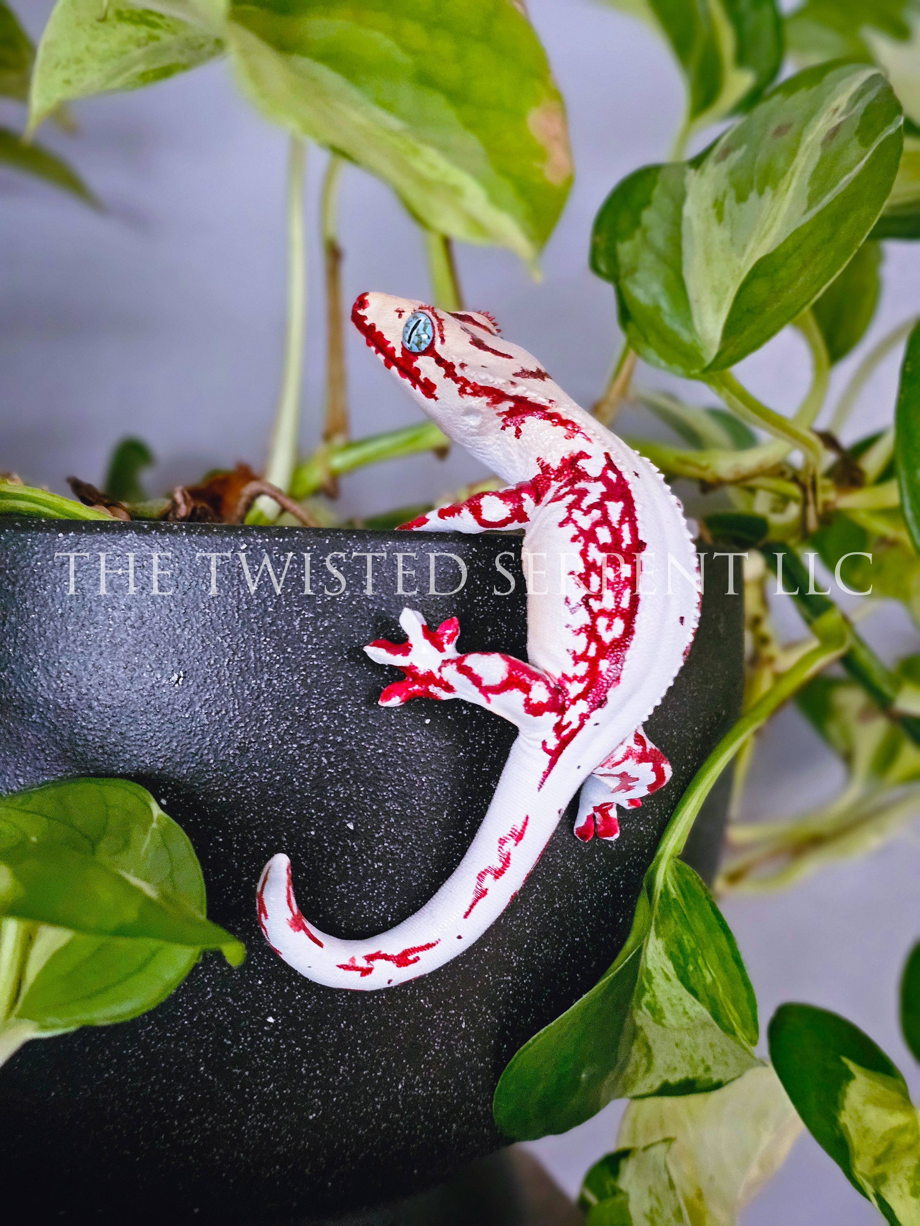 High White Red Lily White Crested Gecko Pot Pal