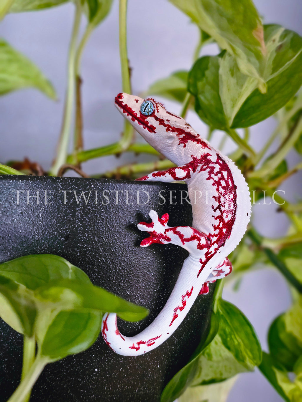 High White Red Lily White Crested Gecko Pot Pal