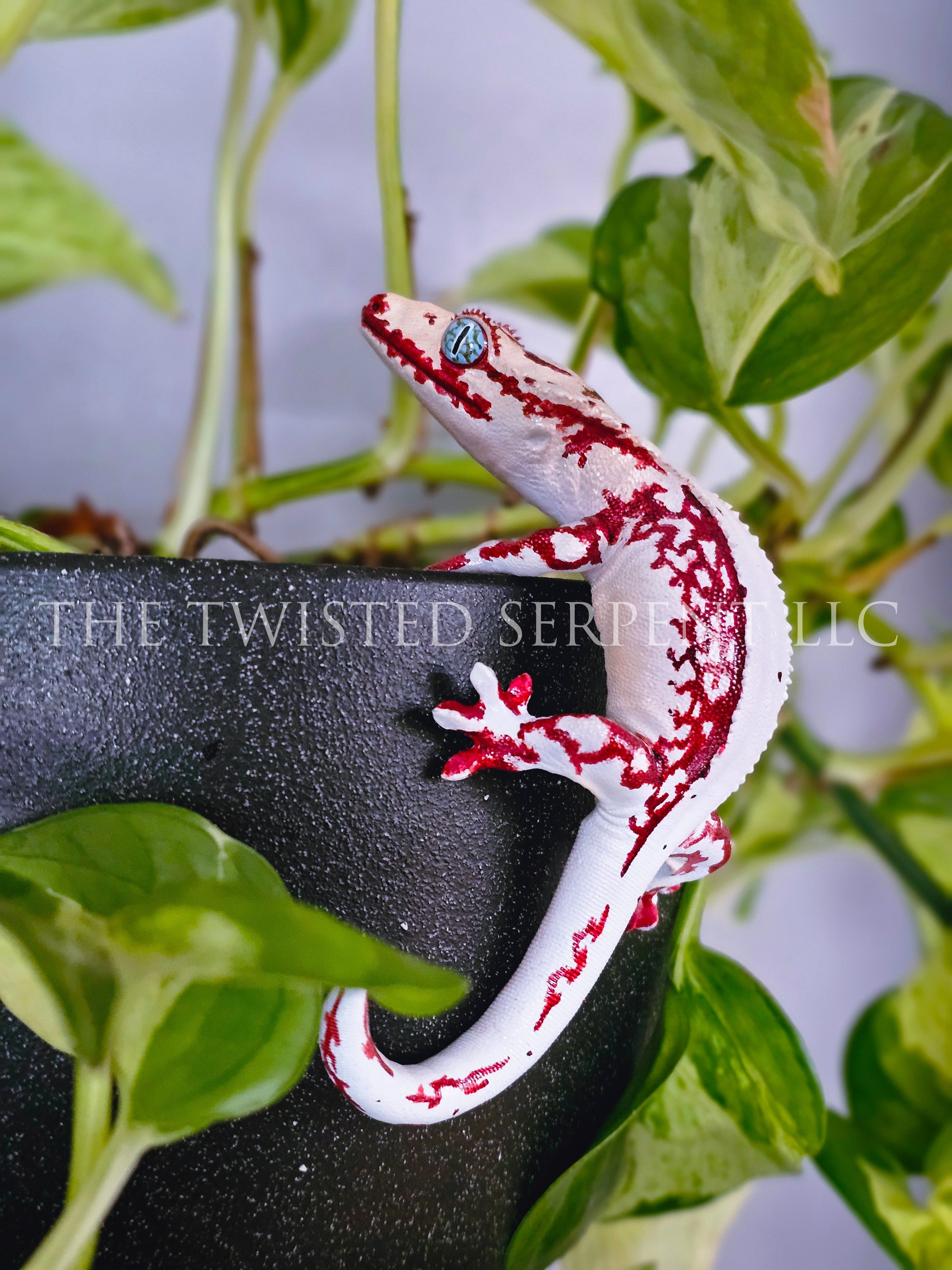 High White Red Lily White Crested Gecko Pot Pal