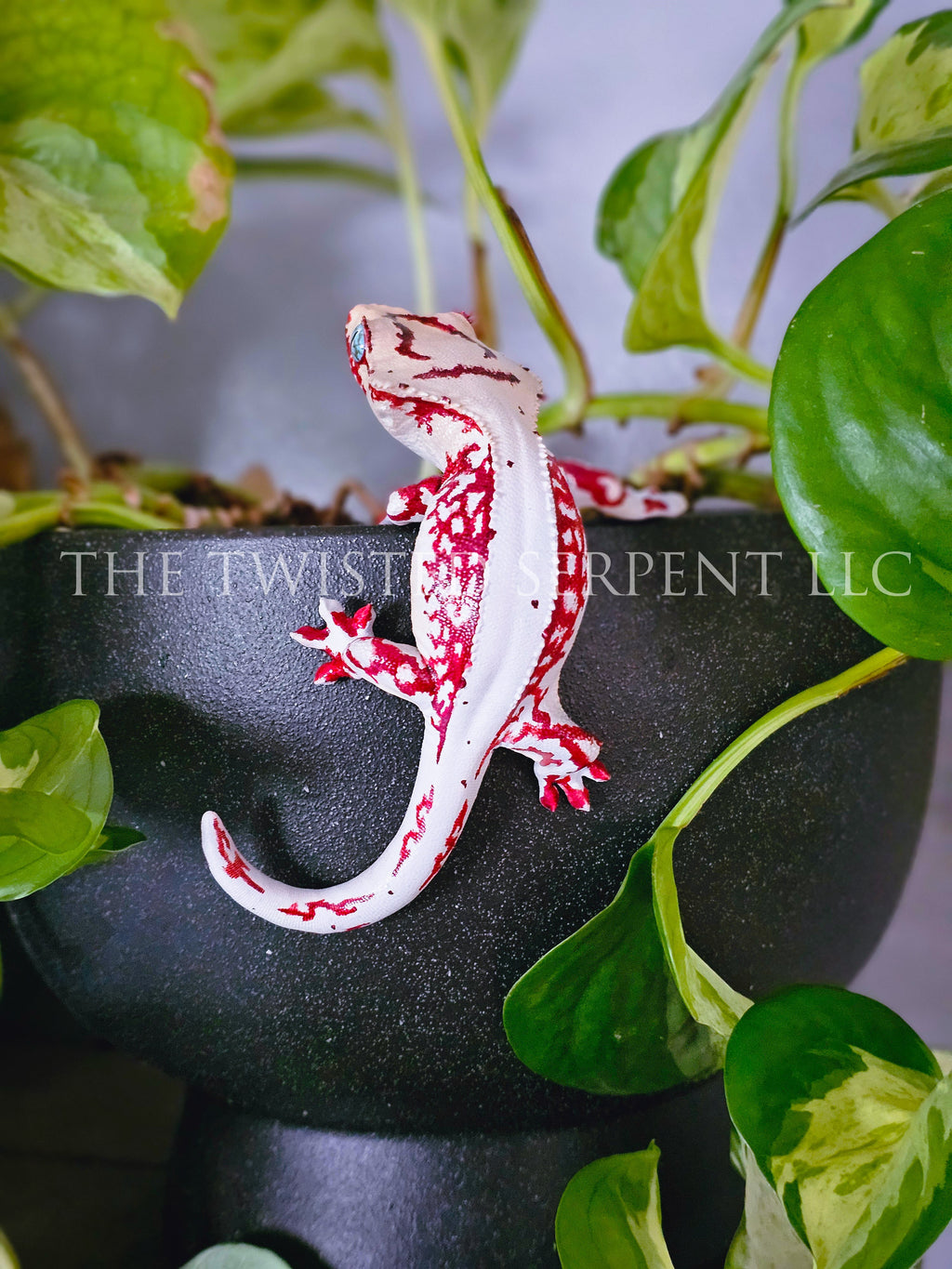 High White Red Lily White Crested Gecko Pot Pal