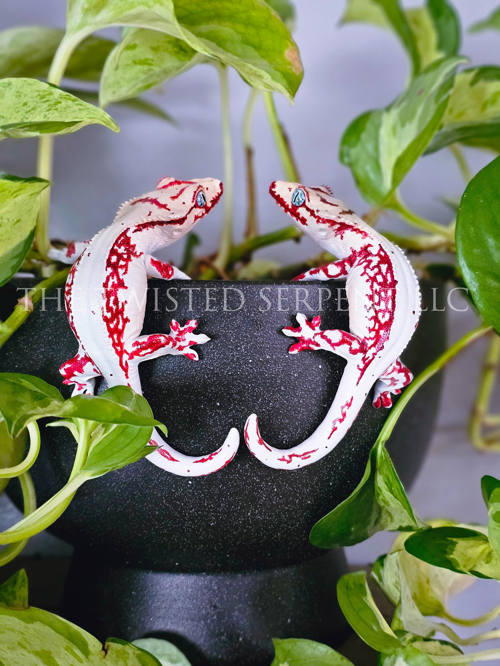 High White Red Lily White Crested Gecko Pot Pal