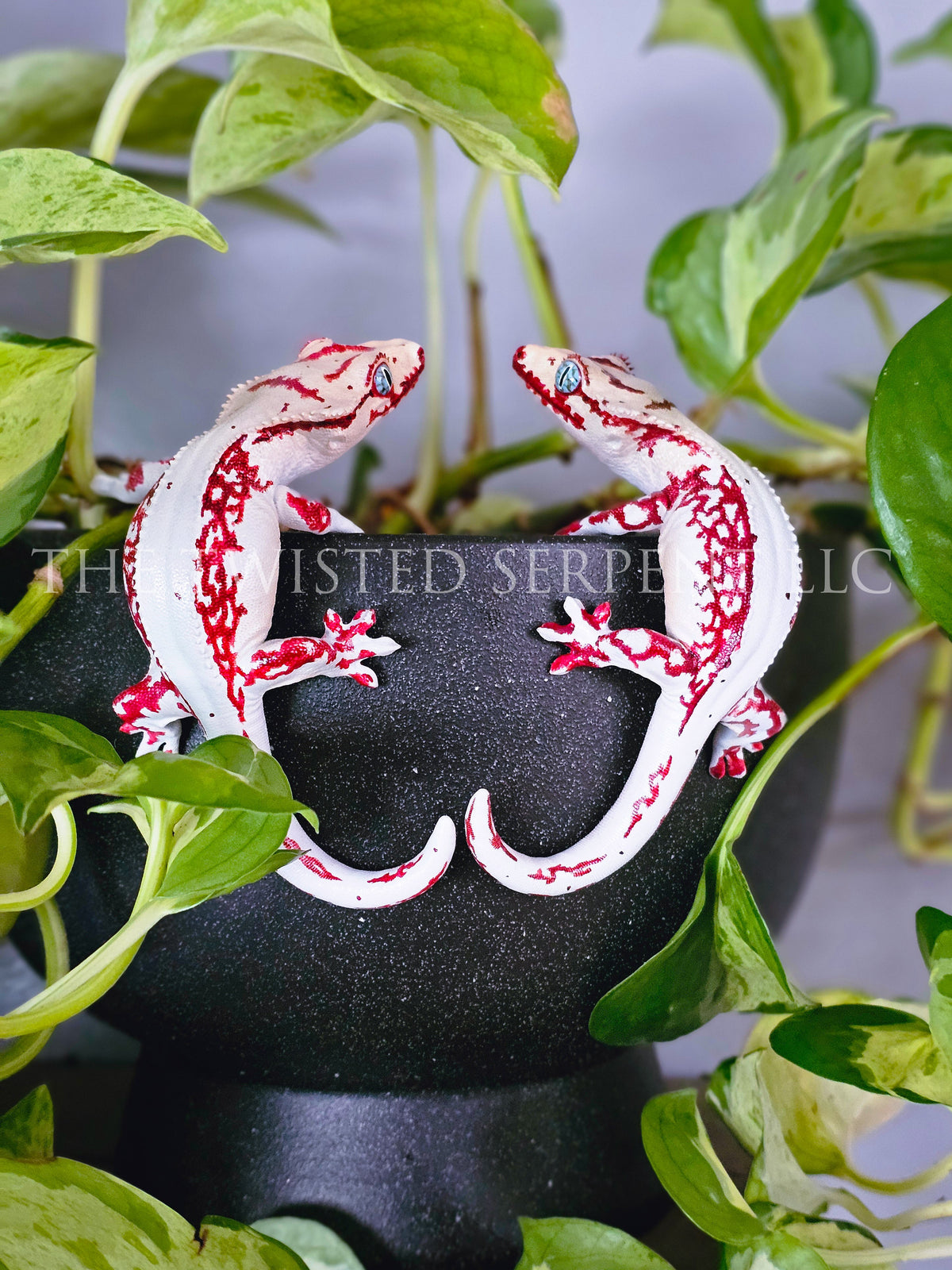 High White Red Lily White Crested Gecko Pot Pal