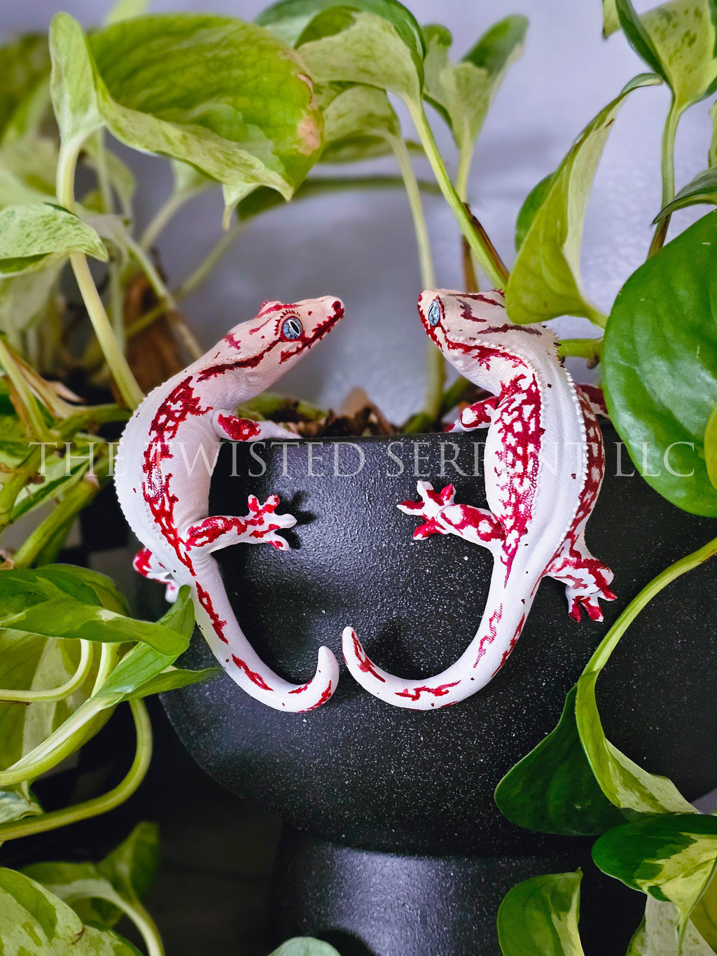 High White Red Lily White Crested Gecko Pot Pal