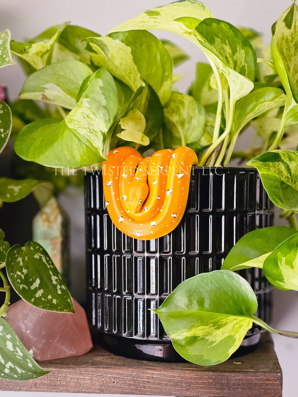 Juvenile Emerald Tree Boa Pot Pal