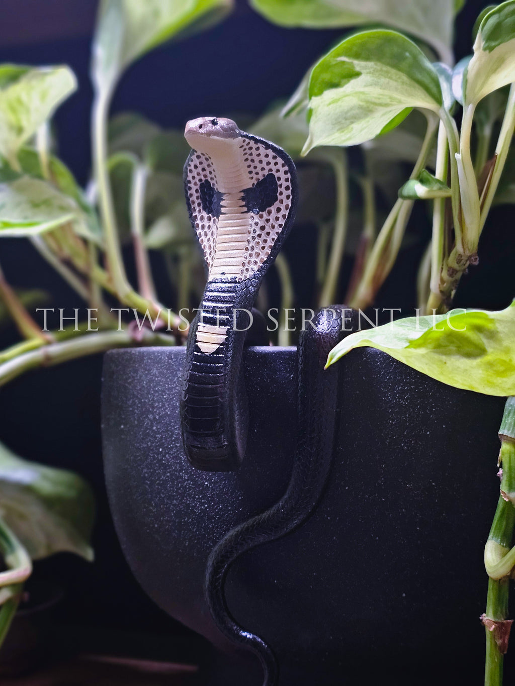 King Cobra Pot Pal