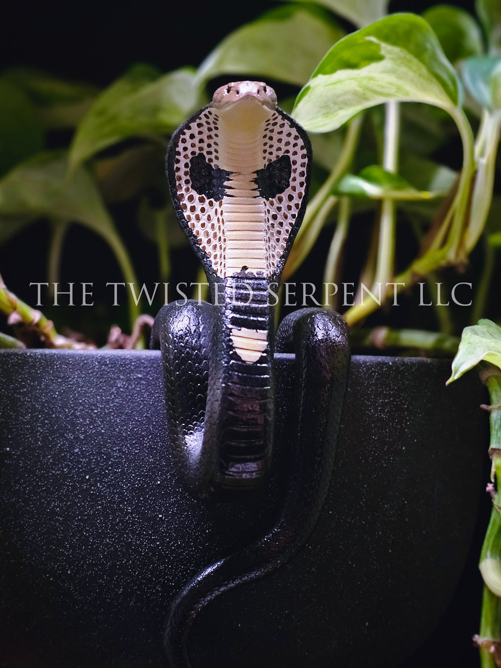 King Cobra Pot Pal