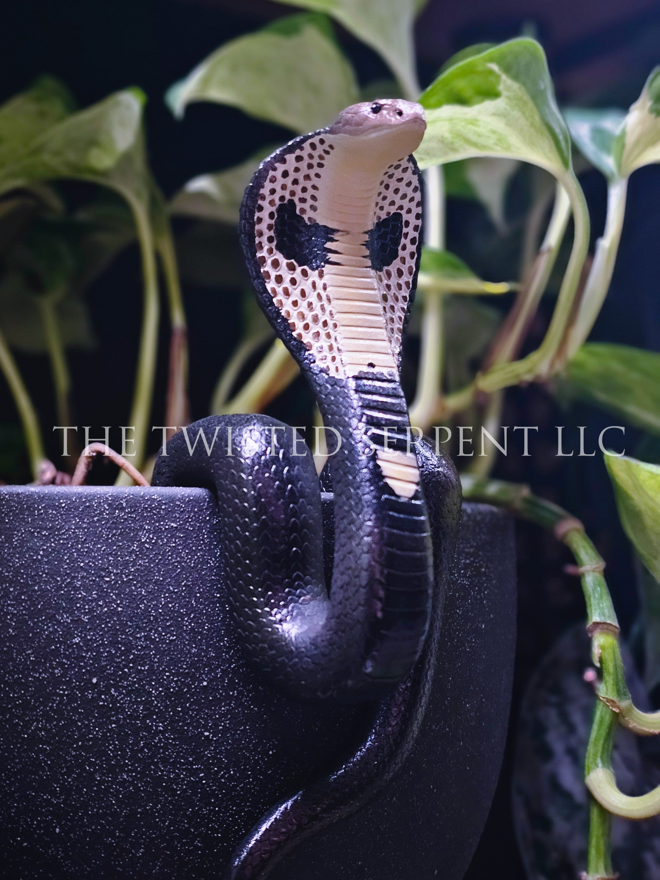 King Cobra Pot Pal