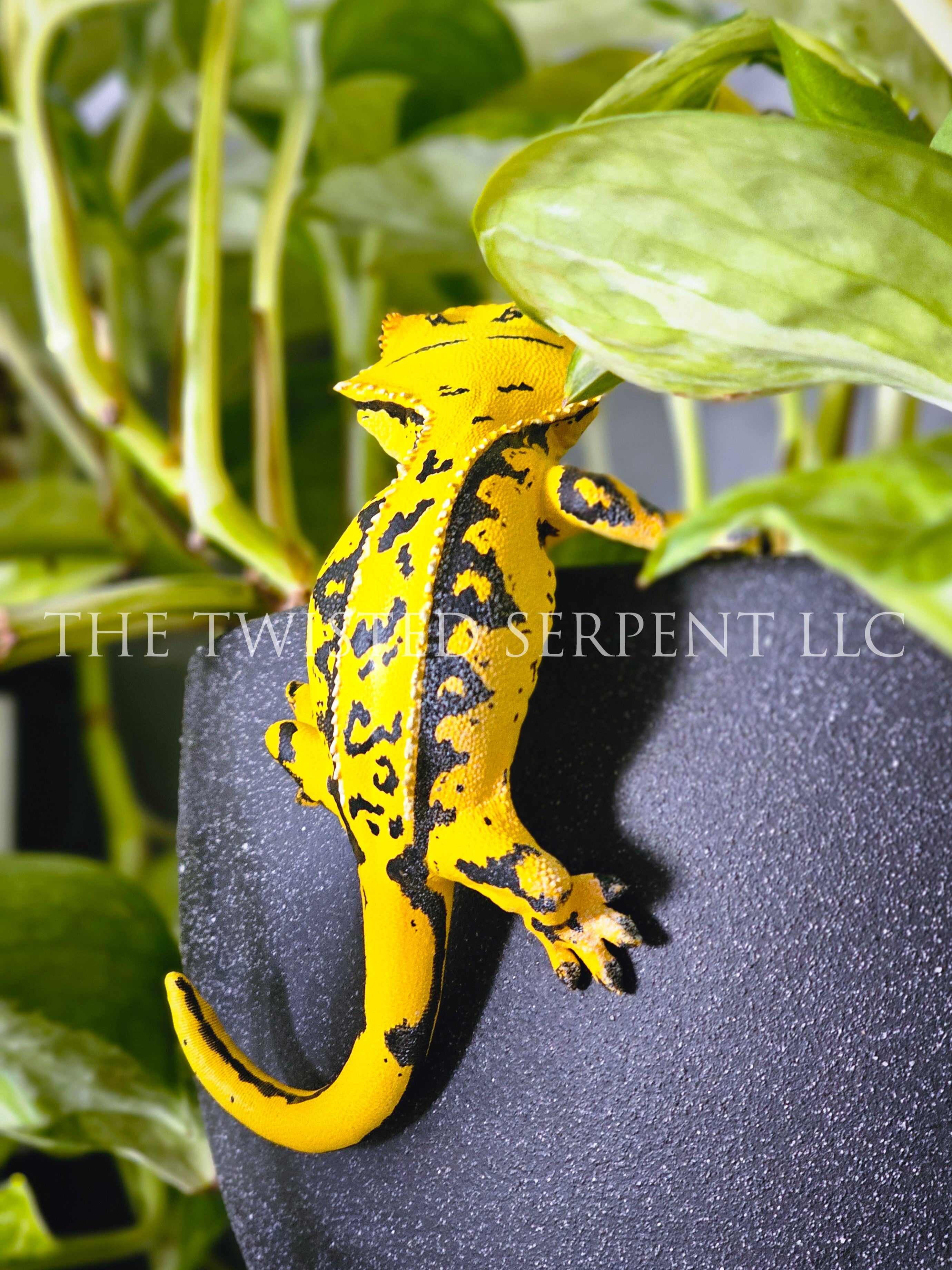 Kingpin Crested Gecko Pot Pal