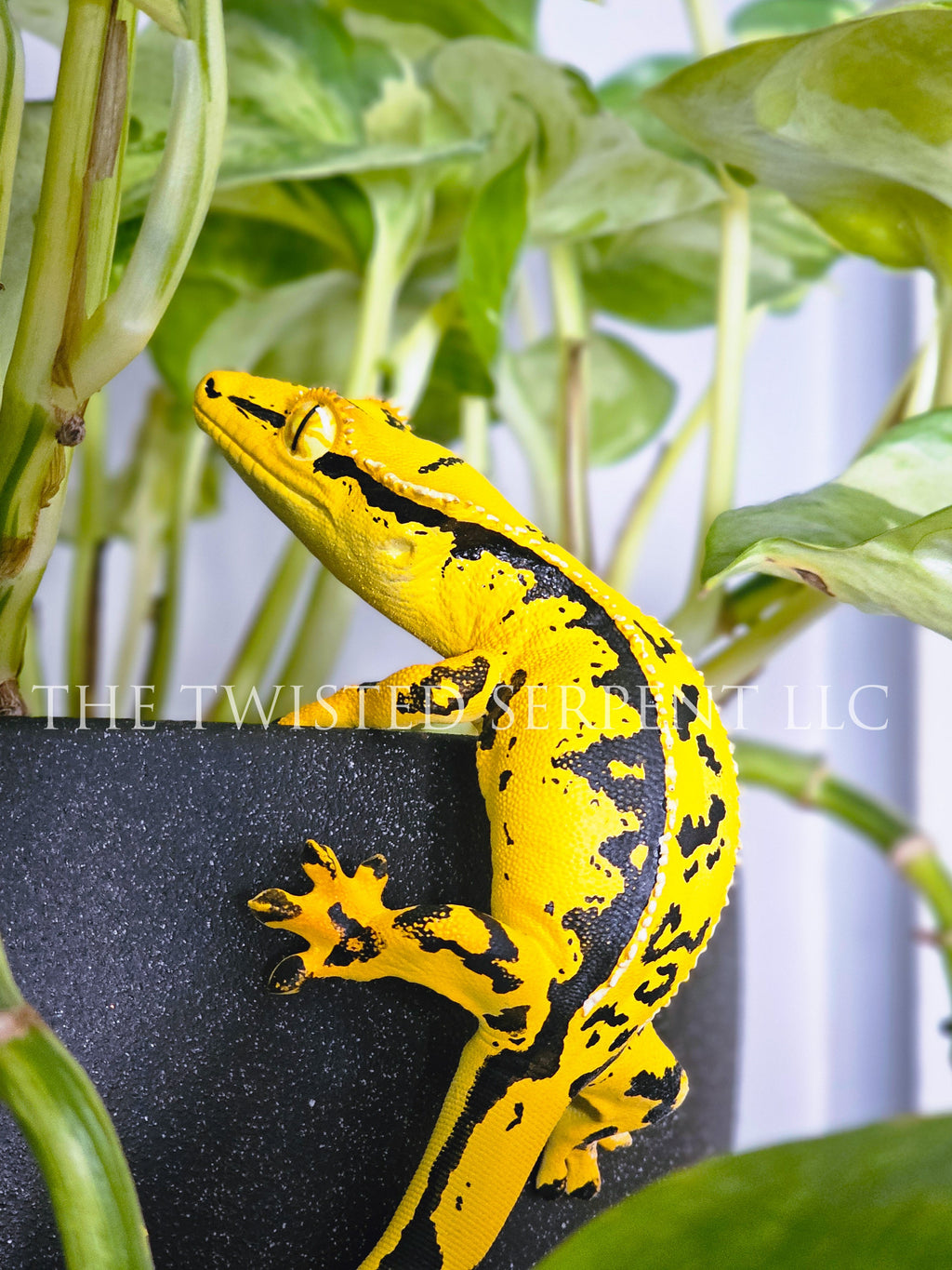 Kingpin Crested Gecko Pot Pal