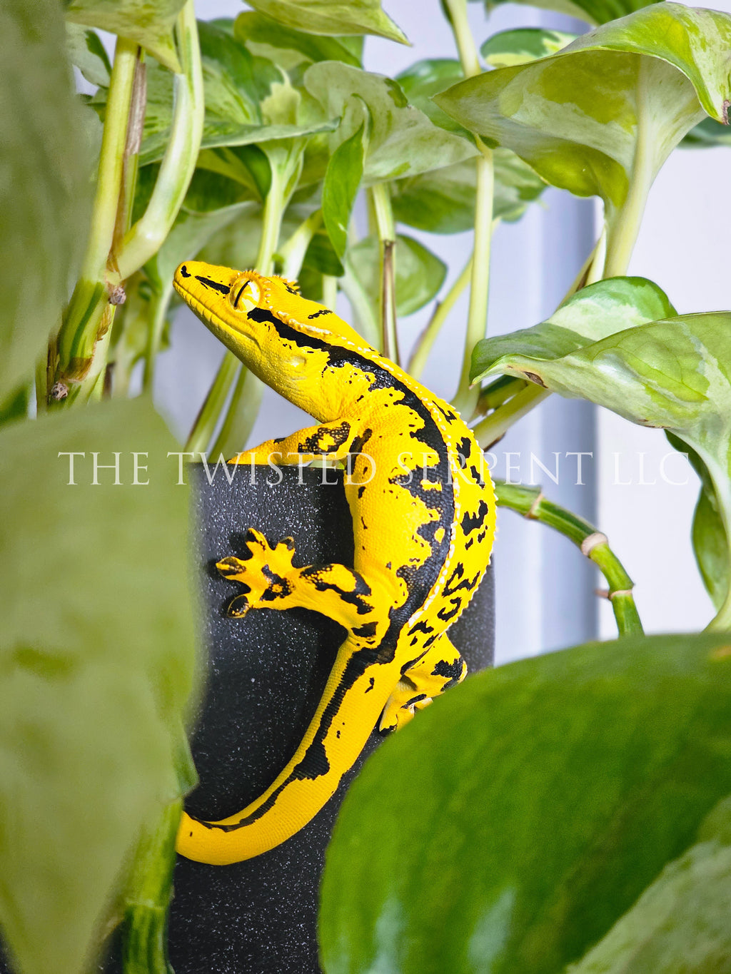 Kingpin Crested Gecko Pot Pal