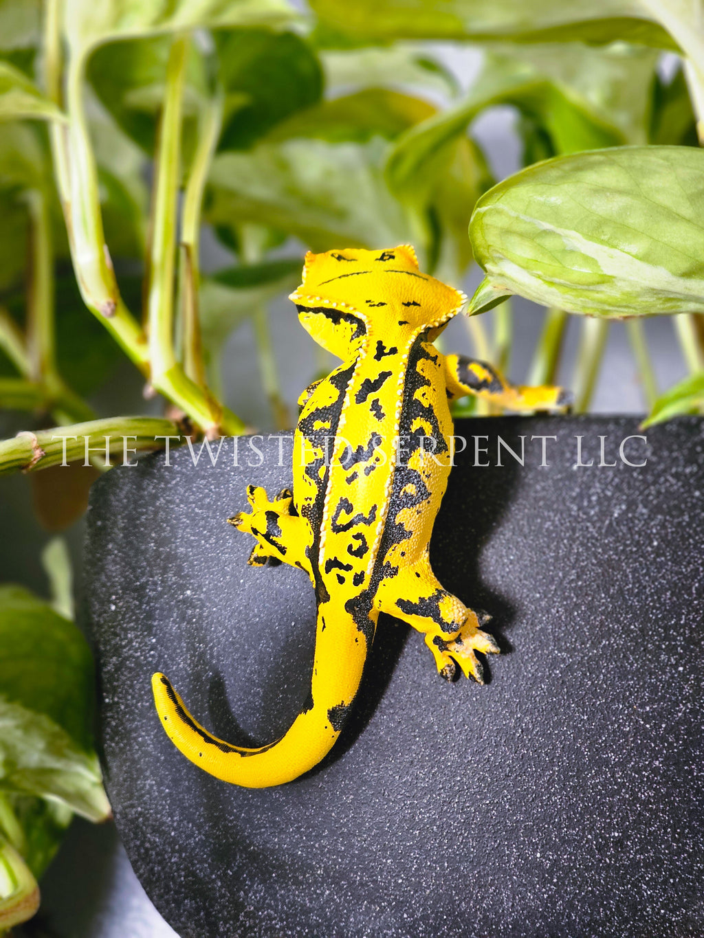 Kingpin Crested Gecko Pot Pal
