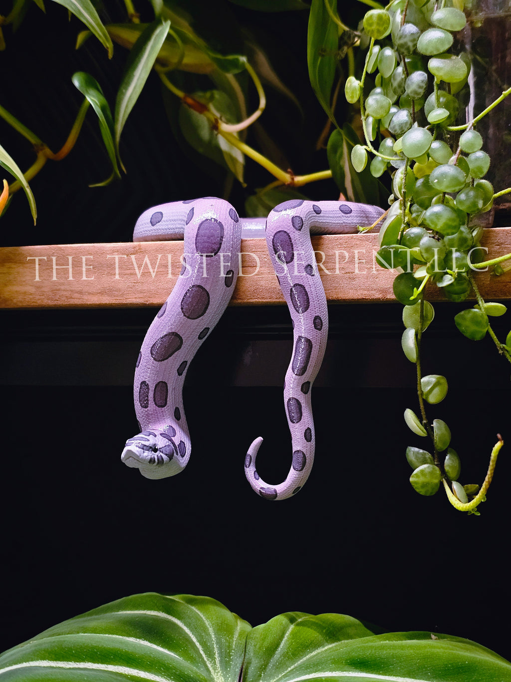 Lavender Hognose Shelf Sitter
