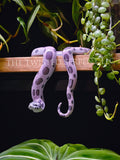 Lavender Hognose Shelf Sitter