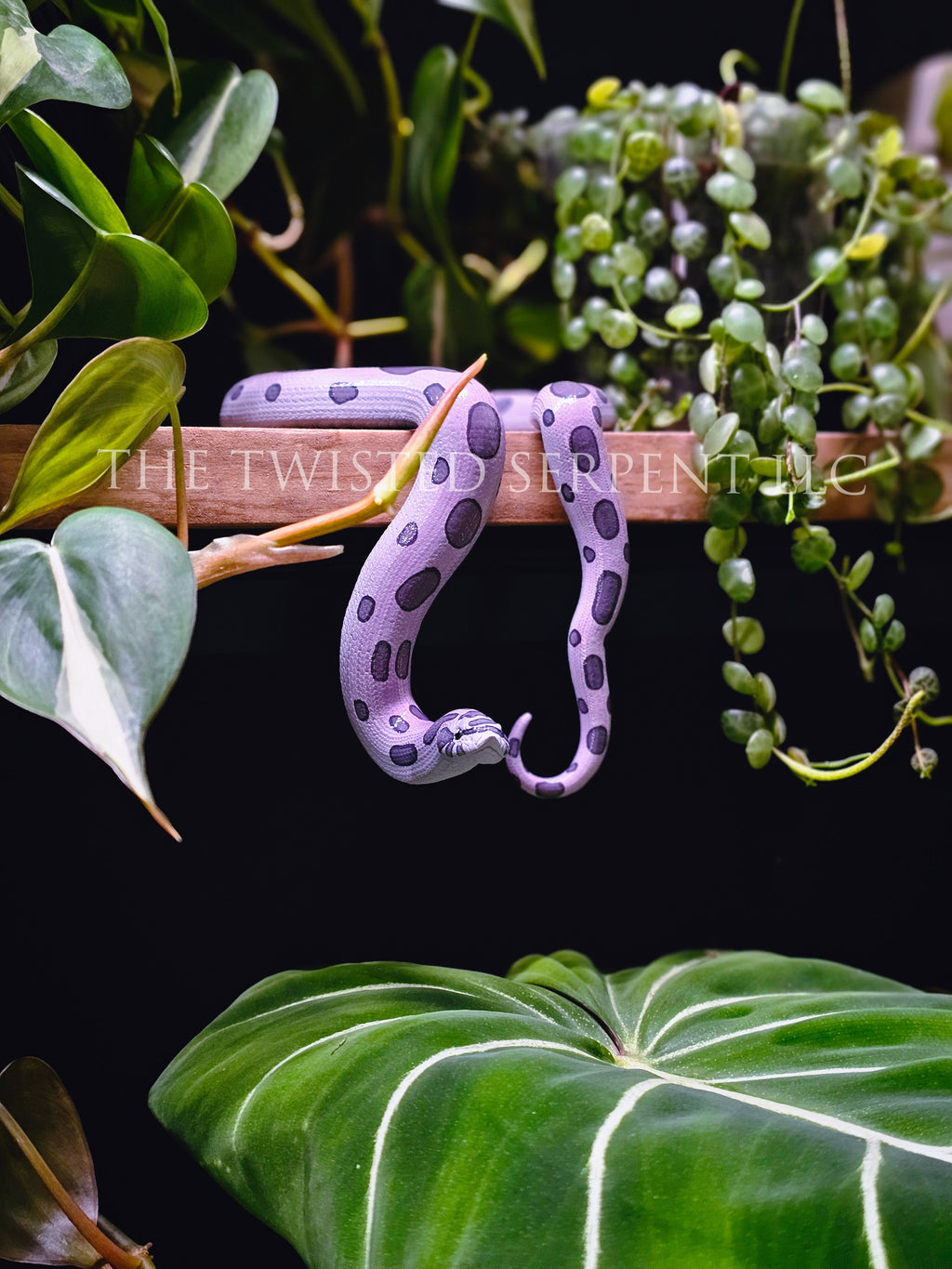 Lavender Hognose Shelf Sitter