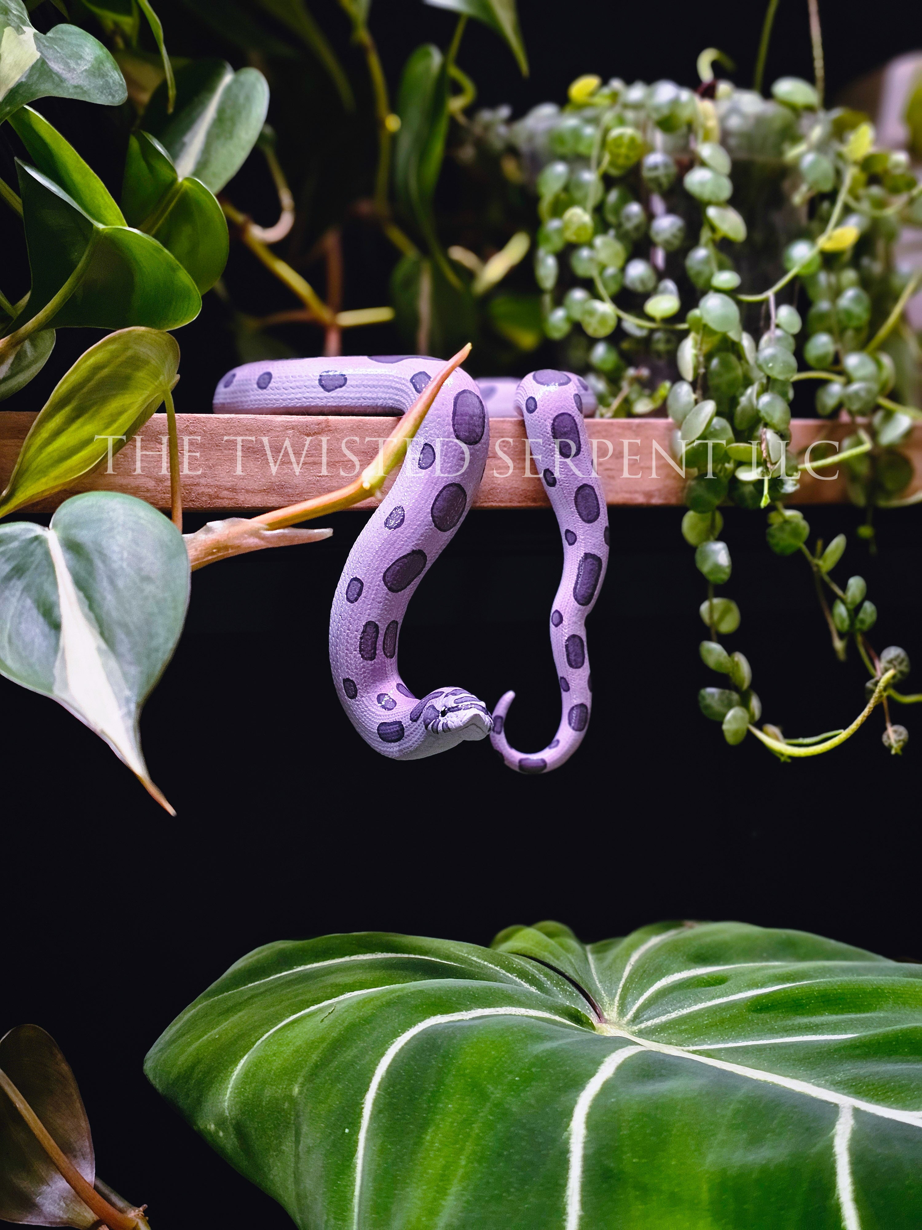Lavender Hognose Shelf Sitter
