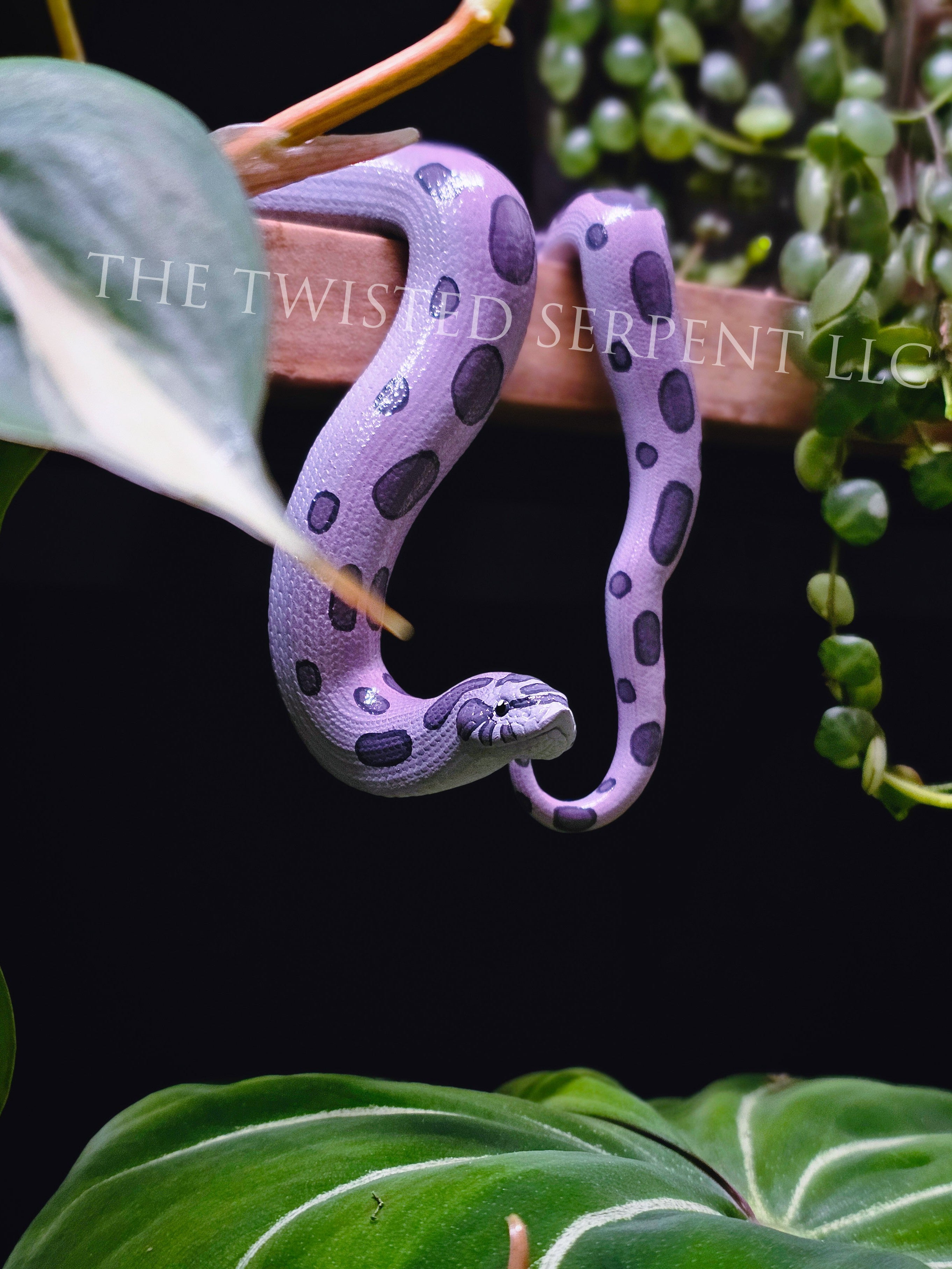 Lavender Hognose Shelf Sitter