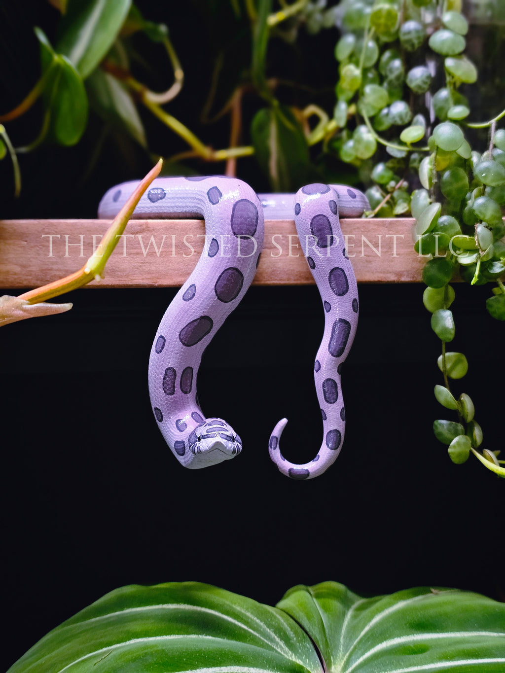 Lavender Hognose Shelf Sitter