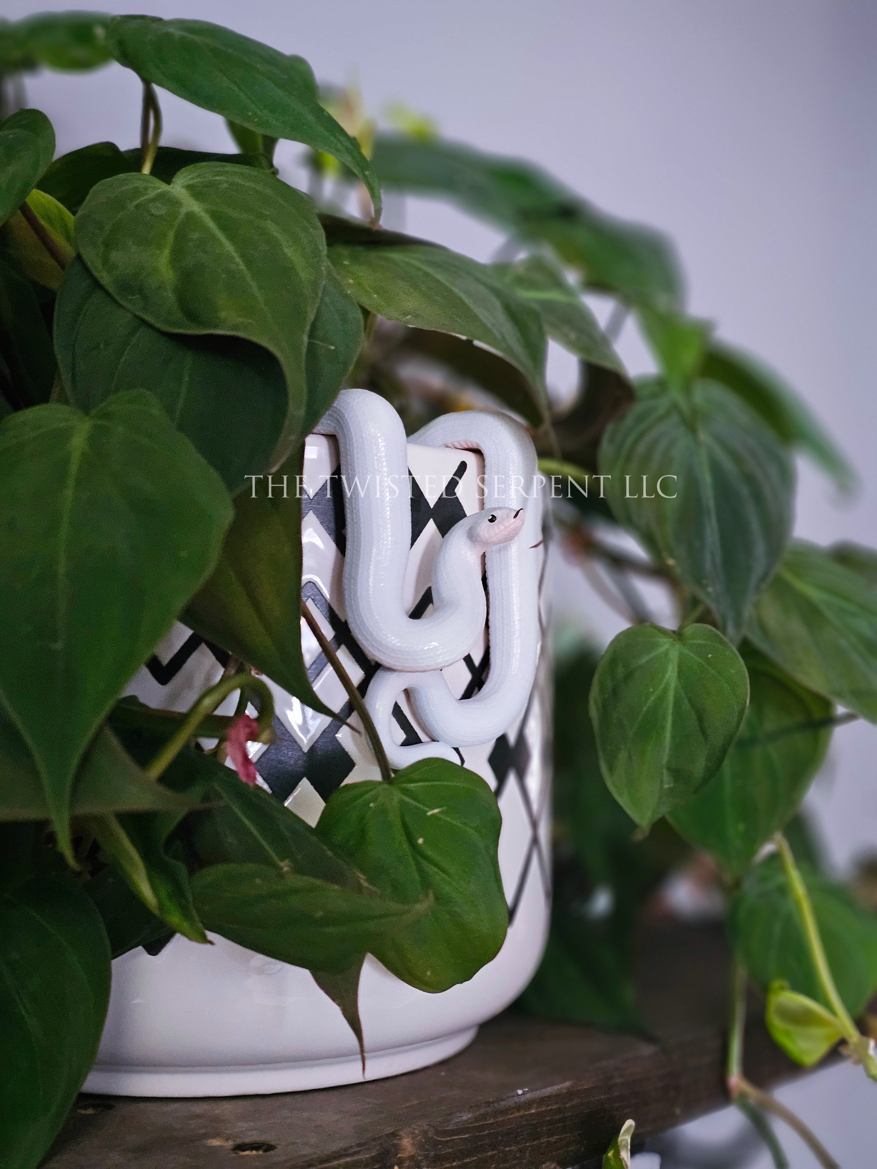 Leucistic Hognose Pot Pal