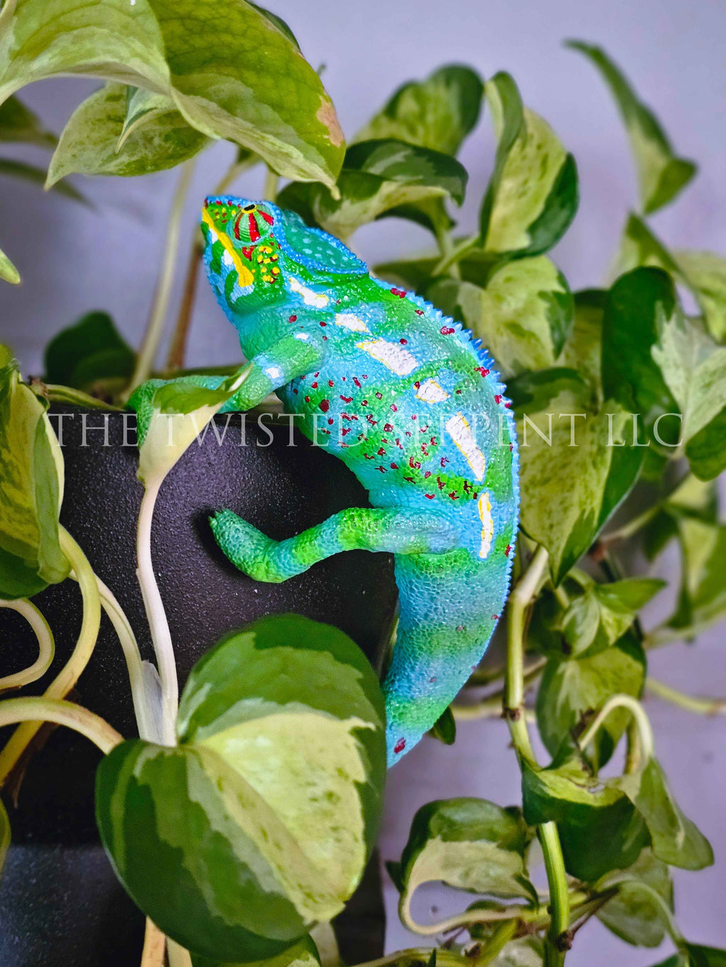 Madagascar Panther Chameleon Pot Pal