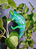 Madagascar Panther Chameleon Pot Pal