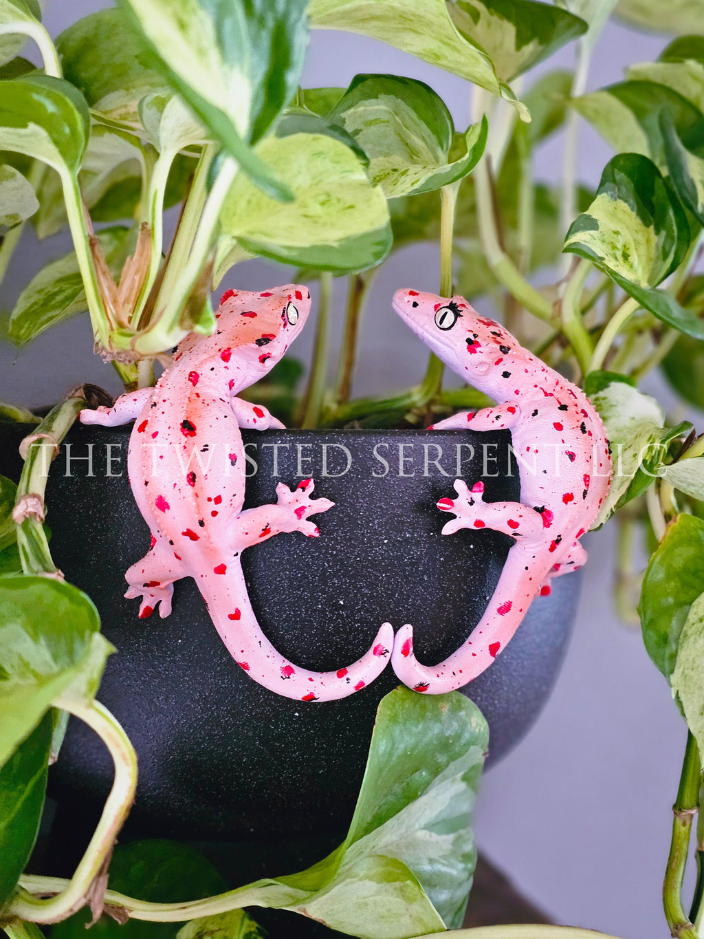 Mardi Gras Crested Gecko Pot Pal