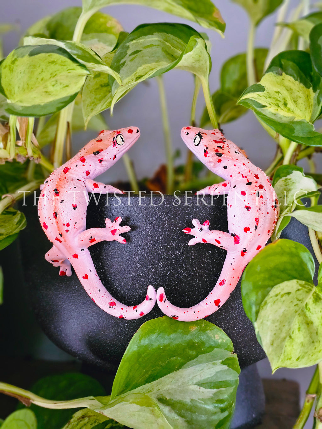 Mardi Gras Crested Gecko Pot Pal