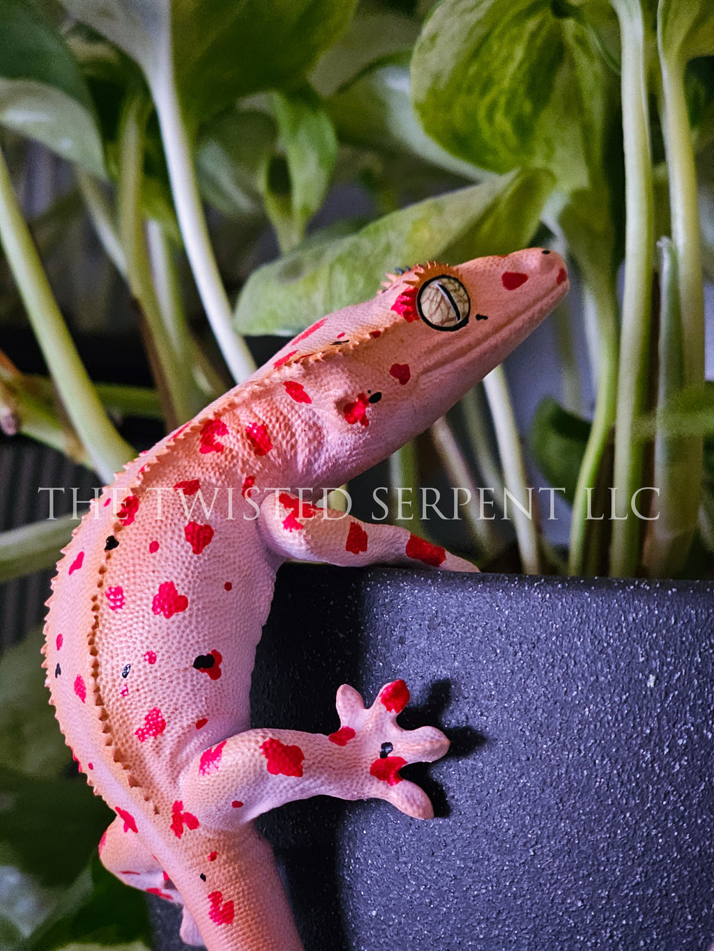 Mardi Gras Crested Gecko Pot Pal