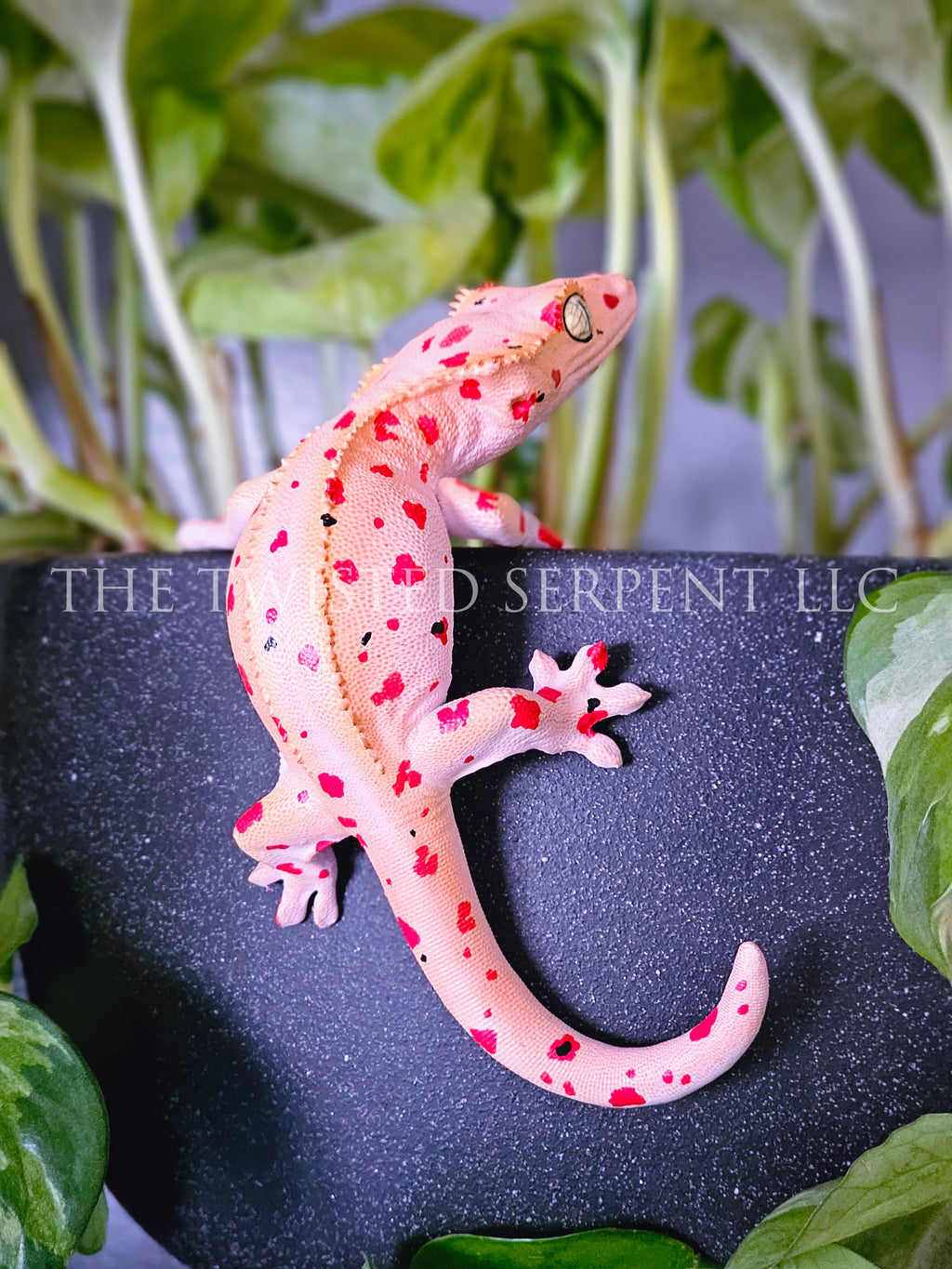 Mardi Gras Crested Gecko Pot Pal