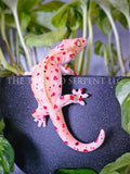 Mardi Gras Crested Gecko Pot Pal