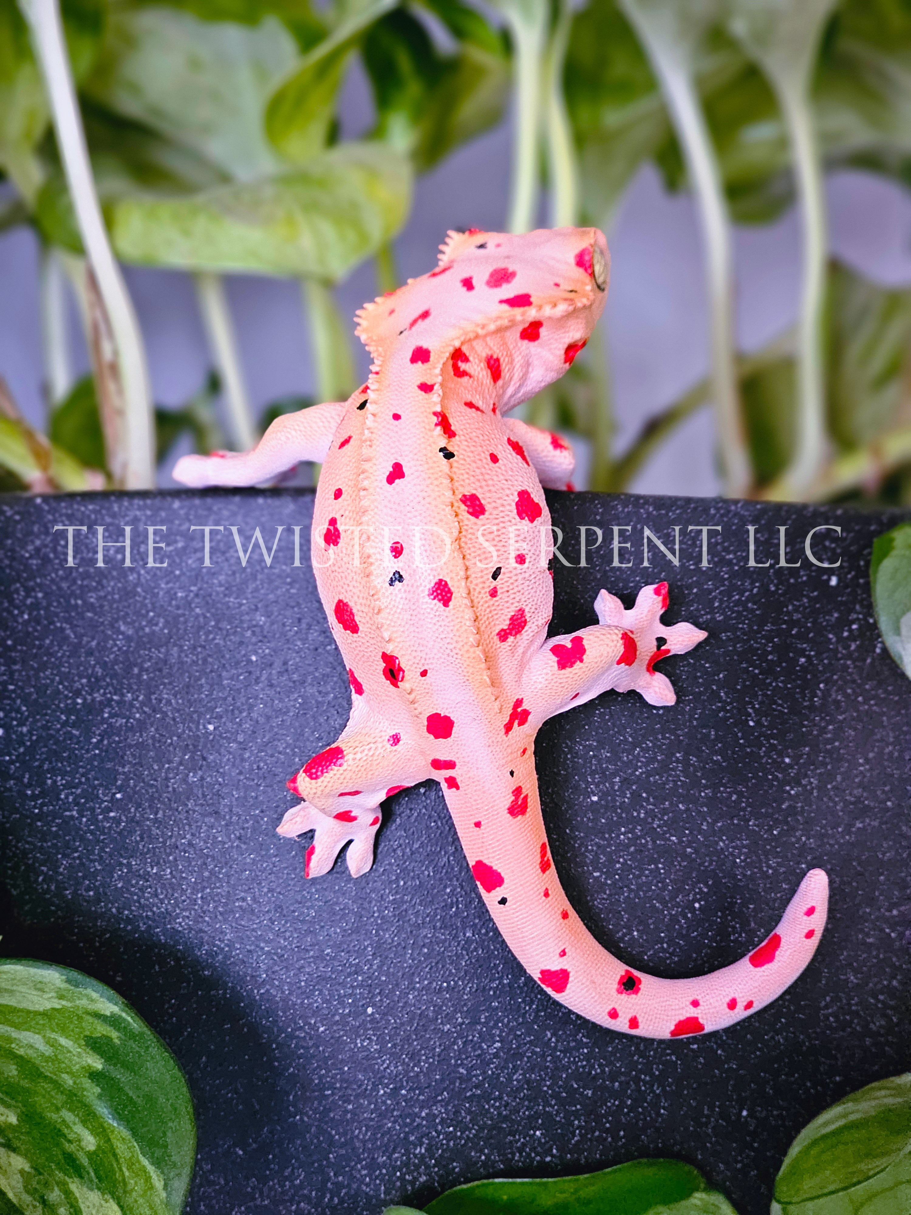 Mardi Gras Crested Gecko Pot Pal