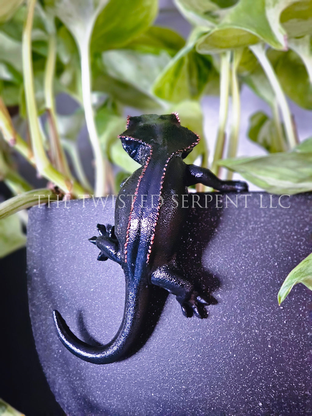 Melanistic Crested Gecko Pot Pal