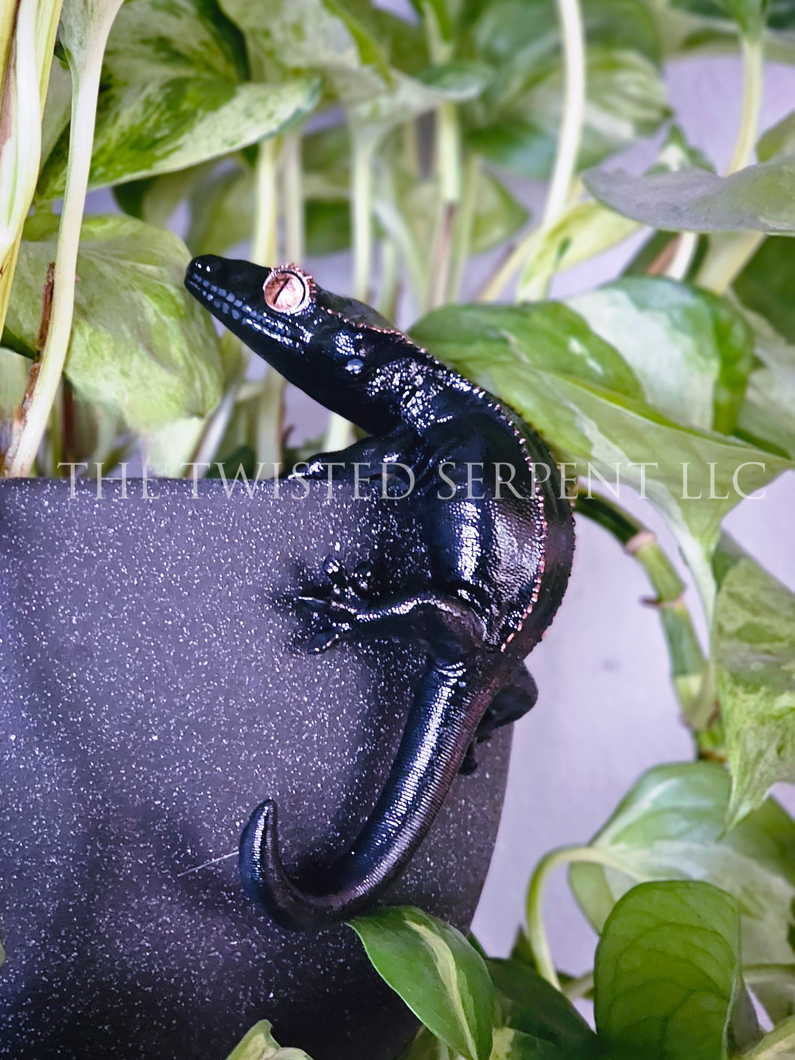 Melanistic Crested Gecko Pot Pal