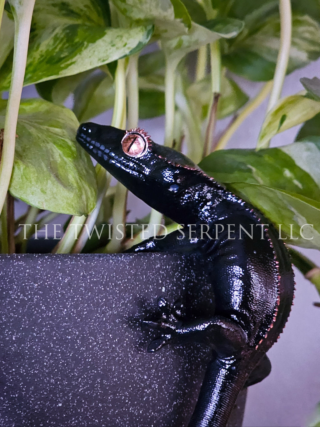 Melanistic Crested Gecko Pot Pal