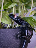 Melanistic Crested Gecko Pot Pal