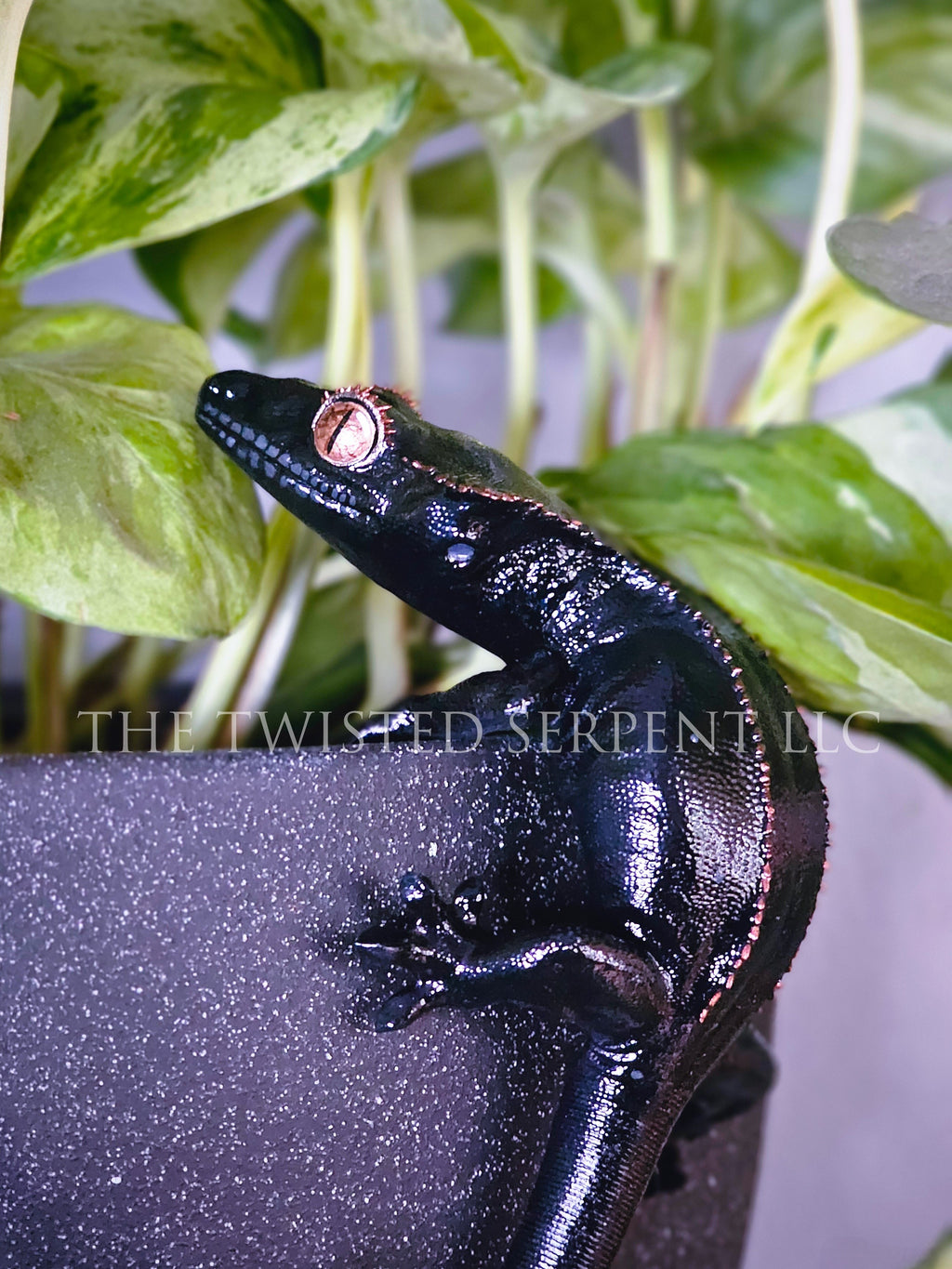Melanistic Crested Gecko Pot Pal