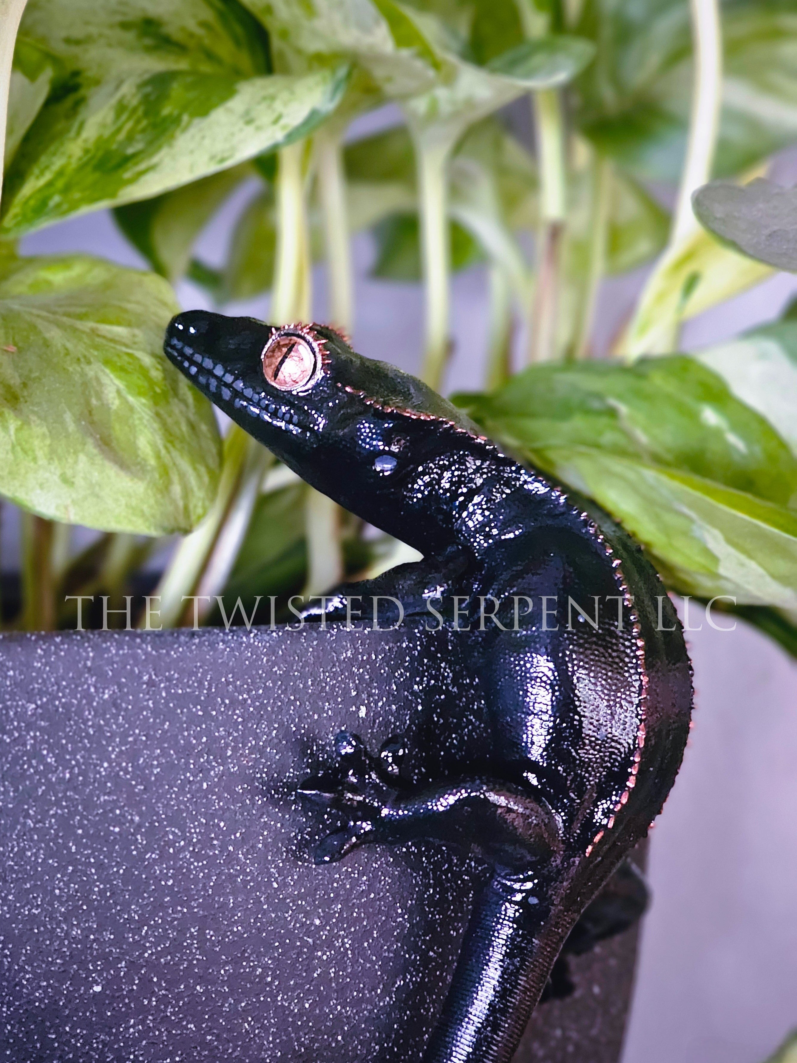 Melanistic Crested Gecko Pot Pal