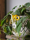 Nanner Noodles Pot Pal