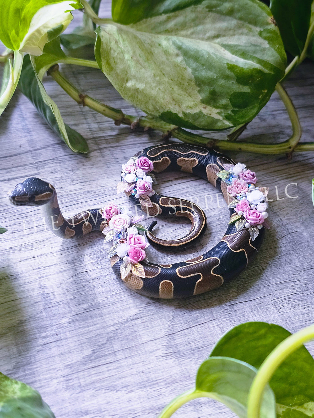 Normal Ball Python Floral Friend