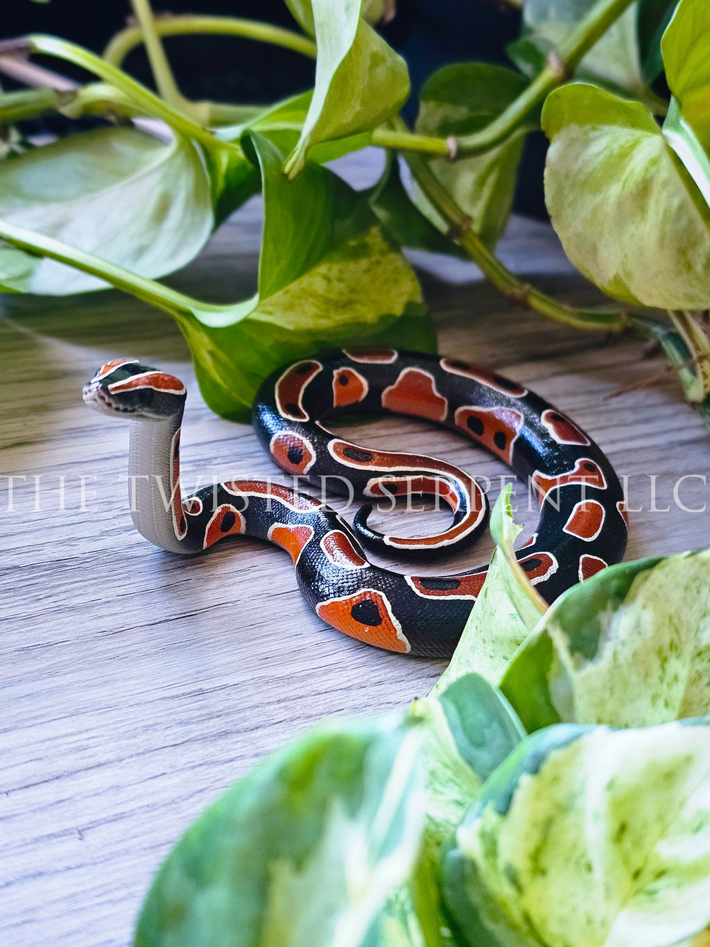 Normal Ball Python Tabletop