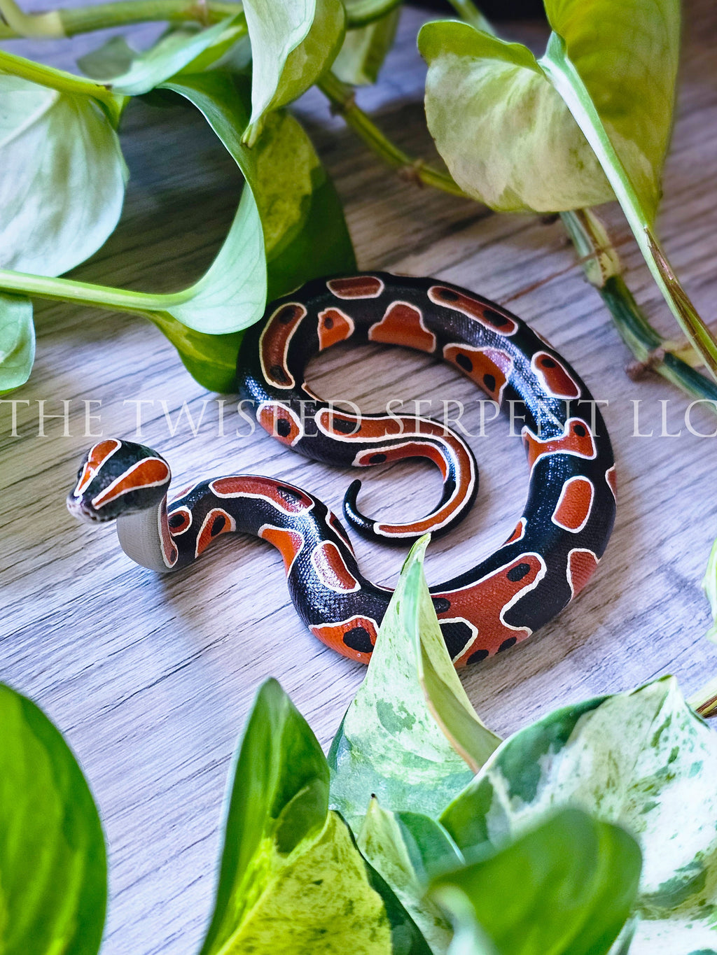 Normal Ball Python Tabletop