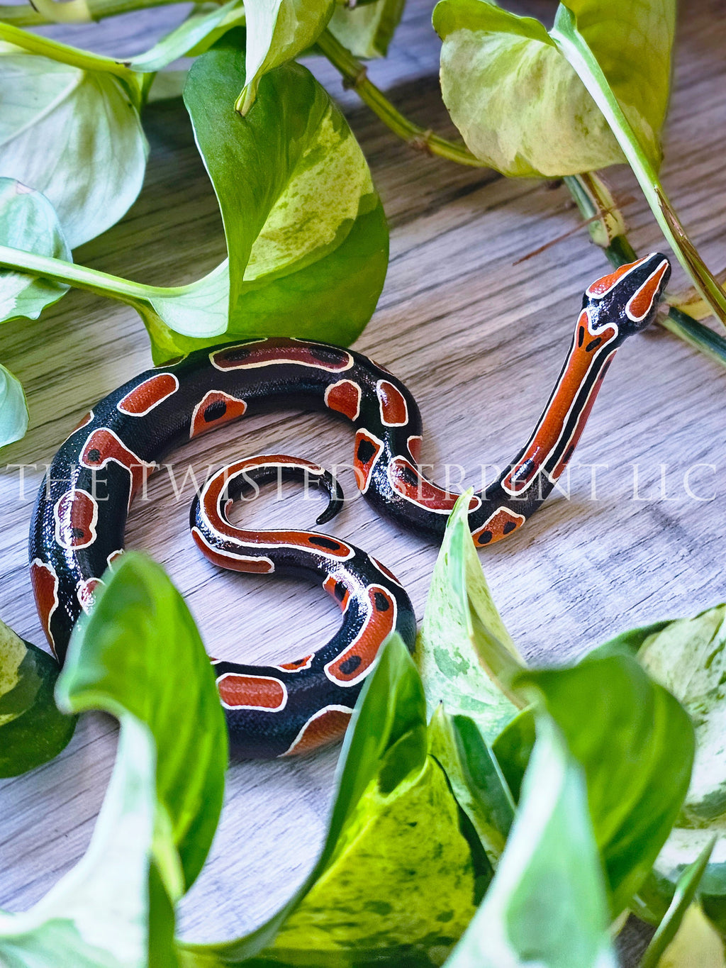 Normal Ball Python Tabletop