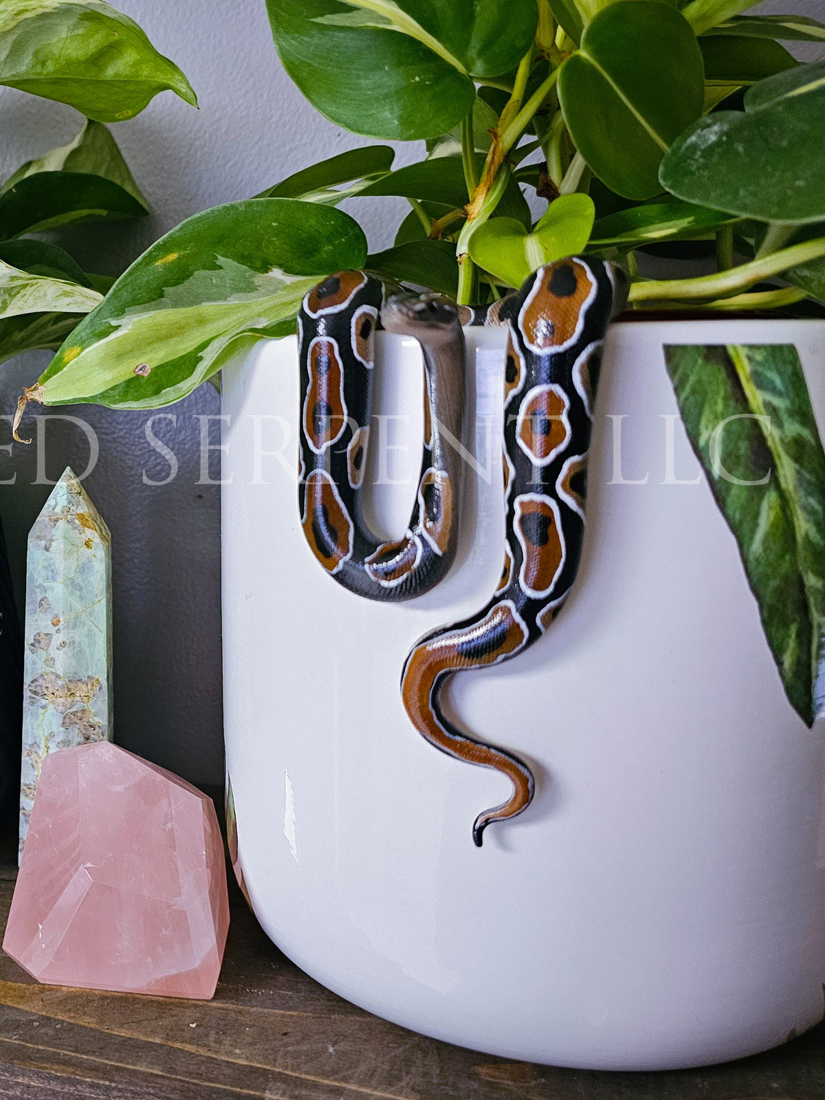 Normal Ball Python Pot Pal