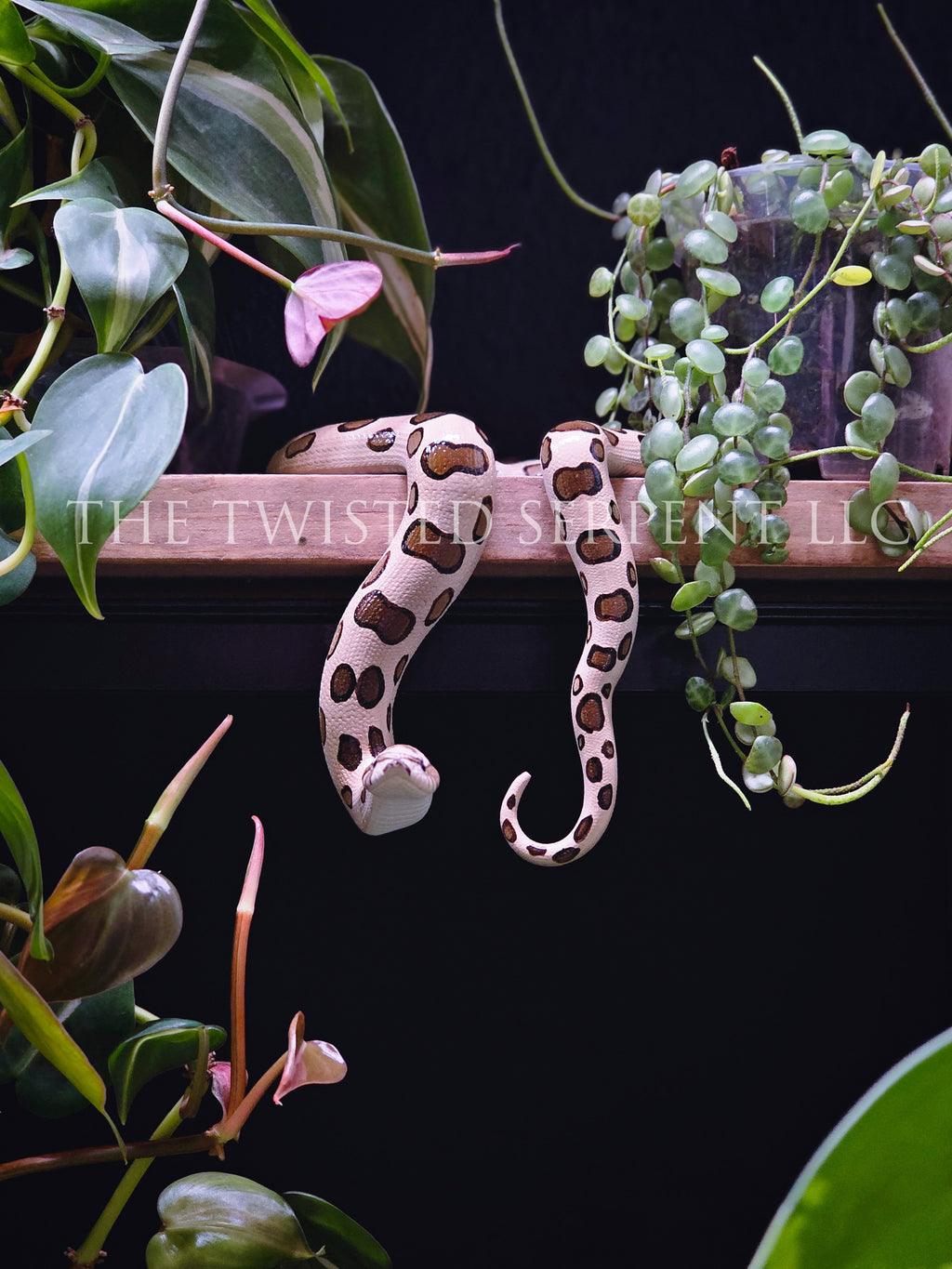 Normal Hognose Shelf Sitter