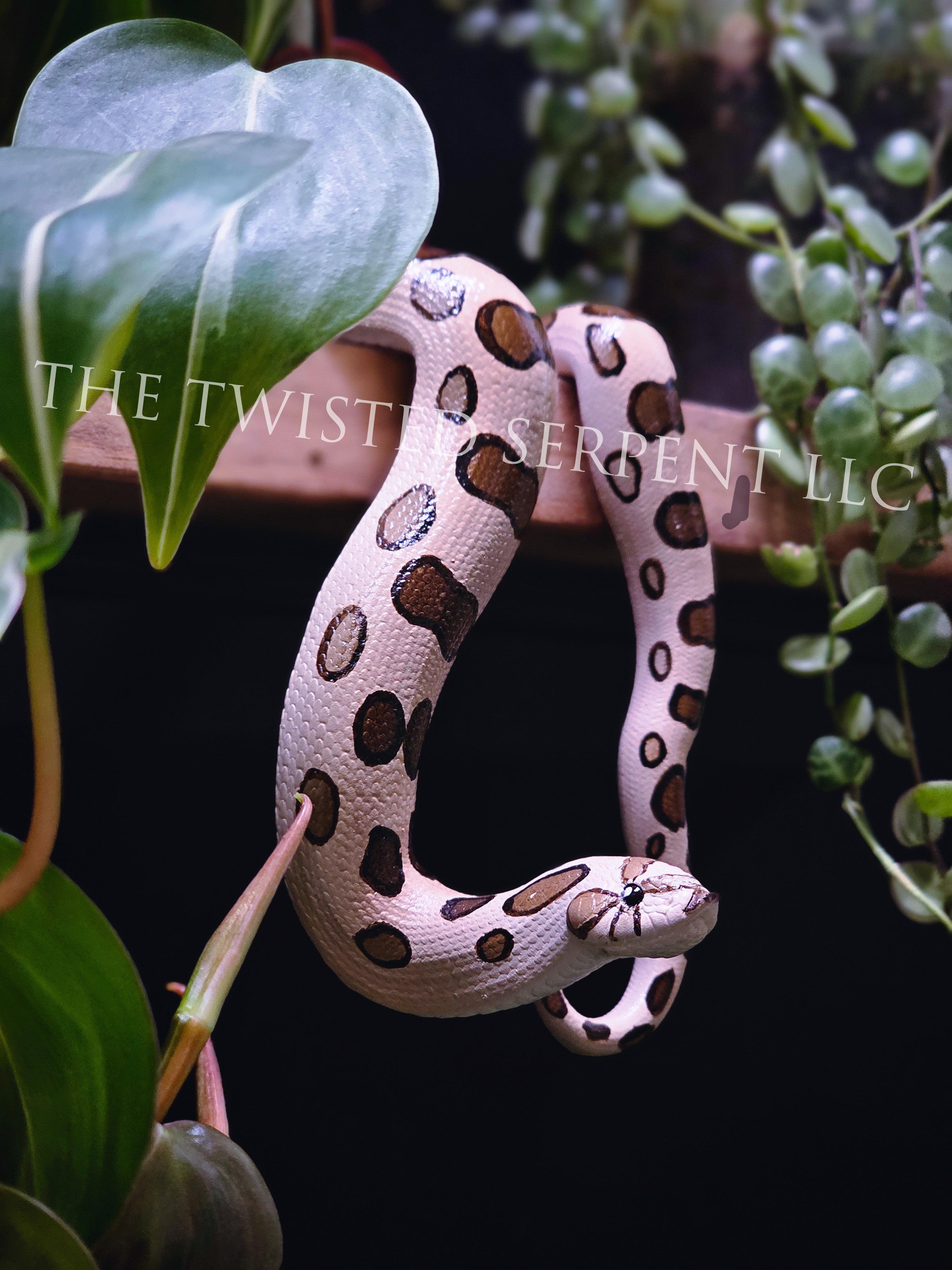 Normal Hognose Shelf Sitter