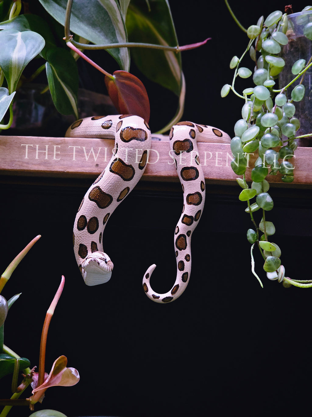 Normal Hognose Shelf Sitter