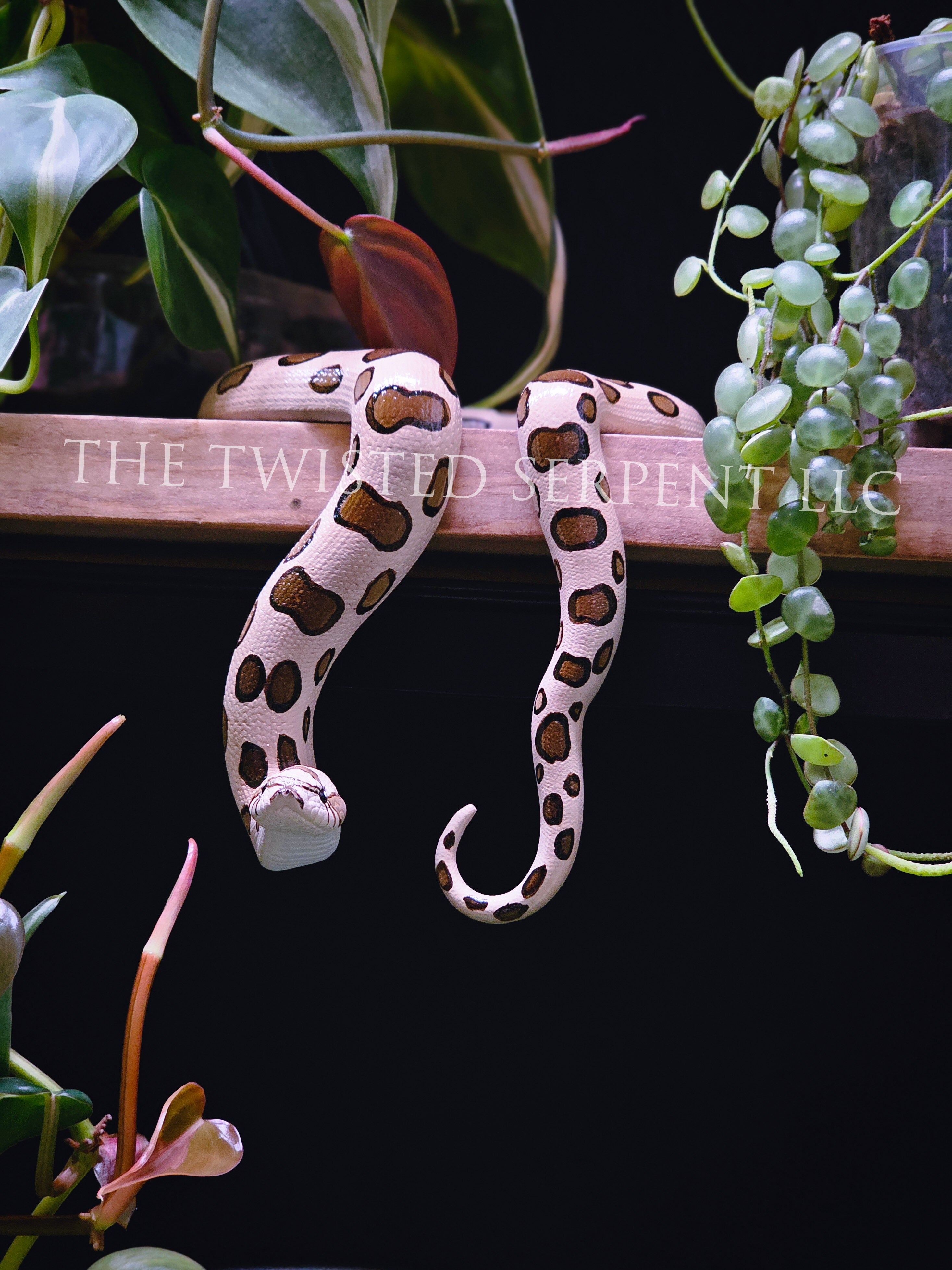 Normal Hognose Shelf Sitter