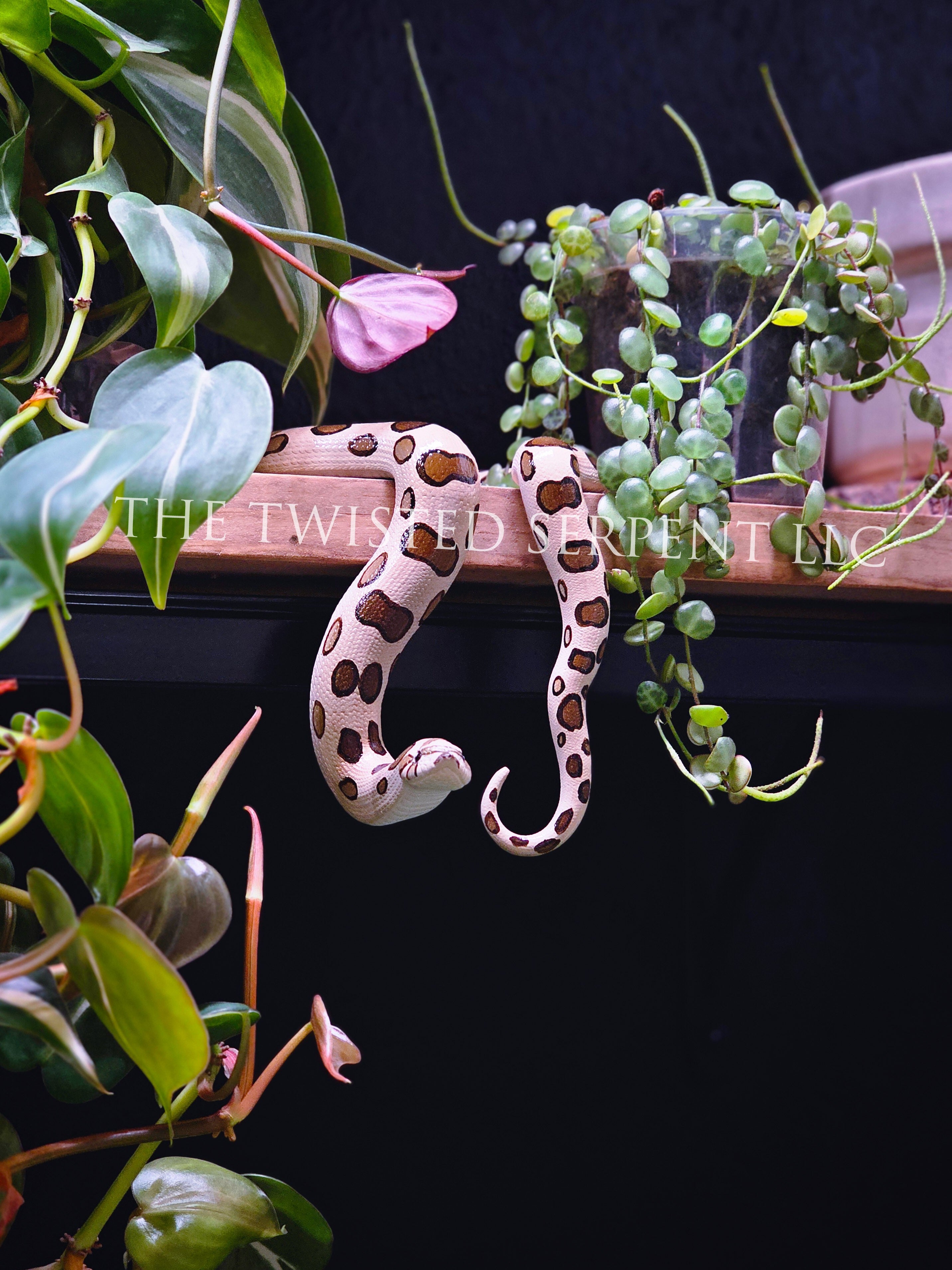 Normal Hognose Shelf Sitter